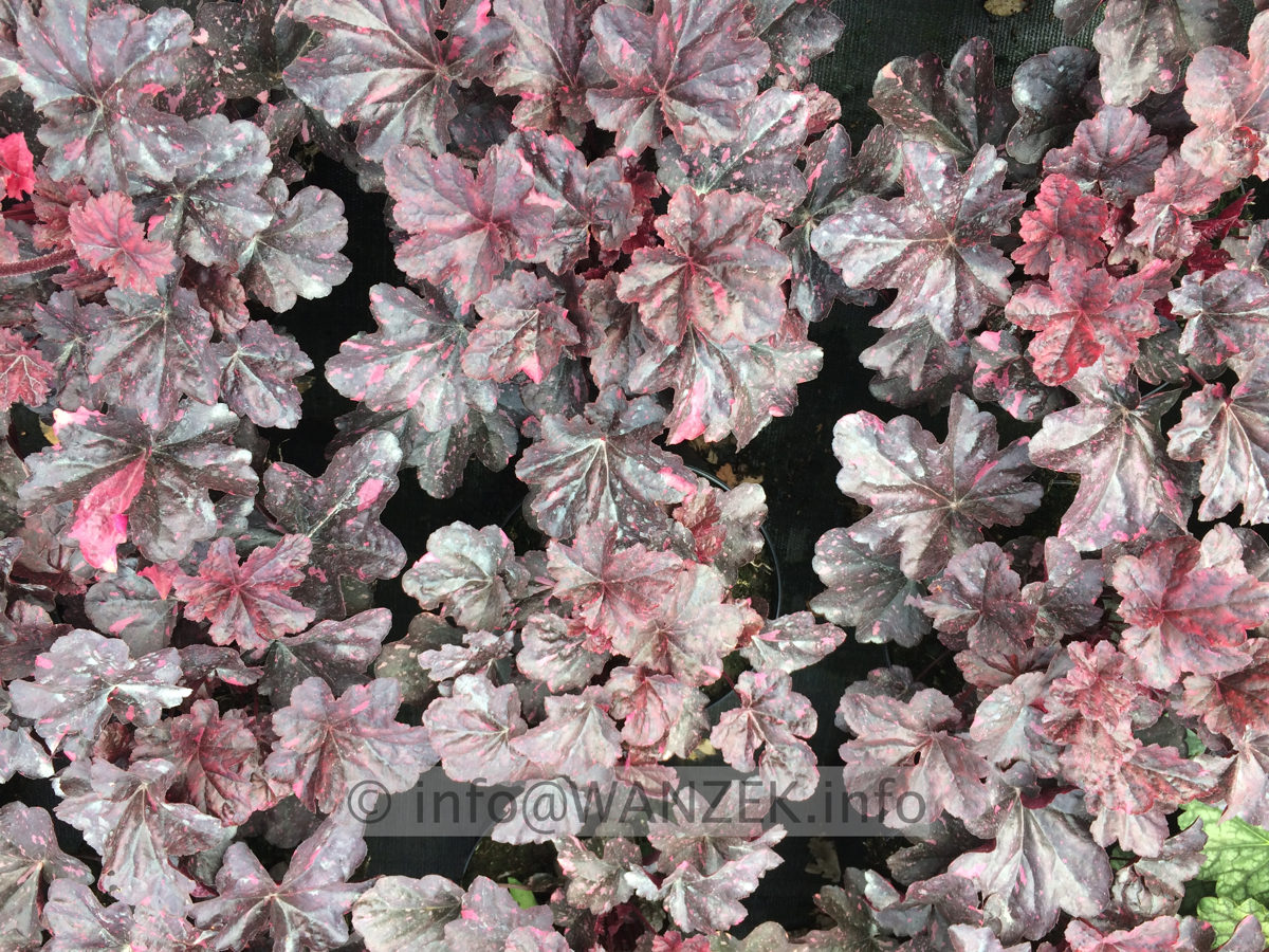 Heuchera Hybride Midnight Rose 01.JPG